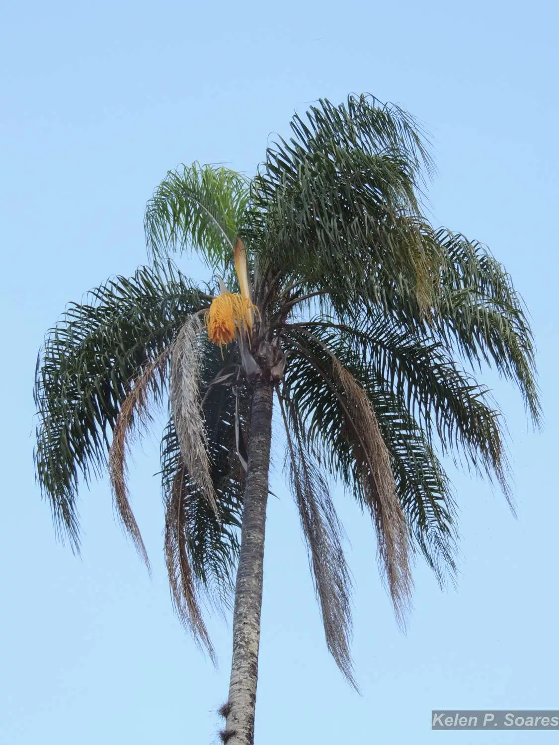 Syagrus romanzoffiana - Queen Palm - Image 5