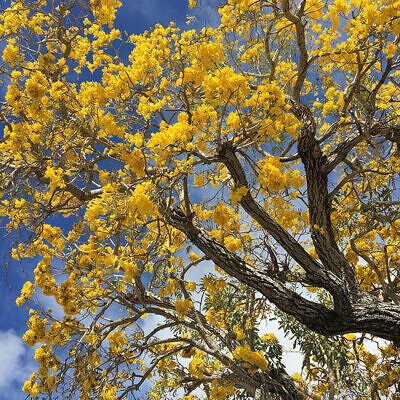 Tabebuia aurea - Yellow Trumpet Tree, Silver Trumpet Tree Craibeira, Yellow Tabebuia, Yellow Ipê, Tree of Gold, Ipê Amarelo