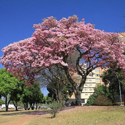 Tabebuia rosea - Pink Trumpet Tree
