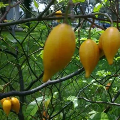 Tabernanthe - Tree of wisdom, tree of knowledge, tree of life