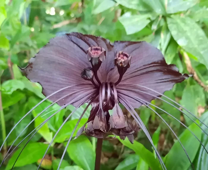 Tacca chantrieri