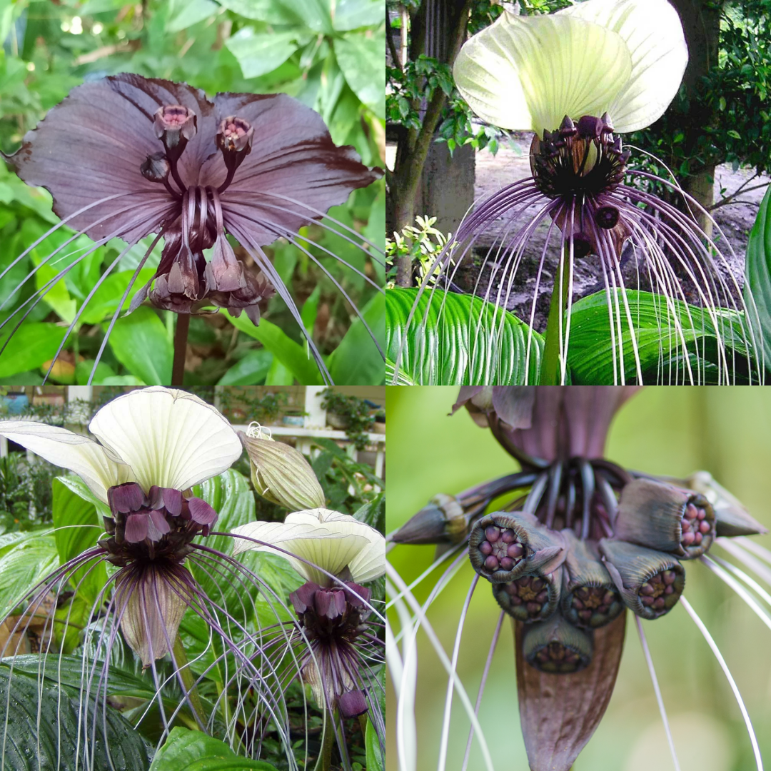 Tacca Collection - 20 Tacca Seeds -