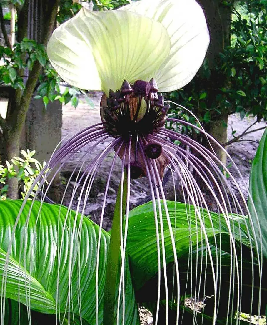 Tacca nivea - White Bat Flower, Bat Head Lily