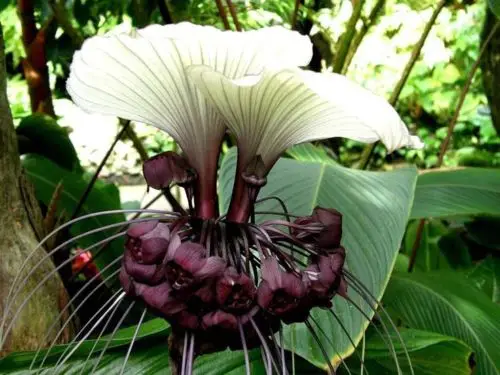 Tacca nivea - White Bat Flower, Bat Head Lily - Image 2