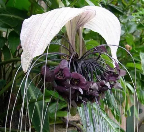 Tacca nivea - White Bat Flower, Bat Head Lily - Image 3