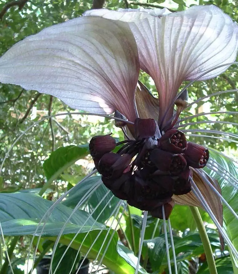 Tacca nivea - White Bat Flower, Bat Head Lily - Image 4