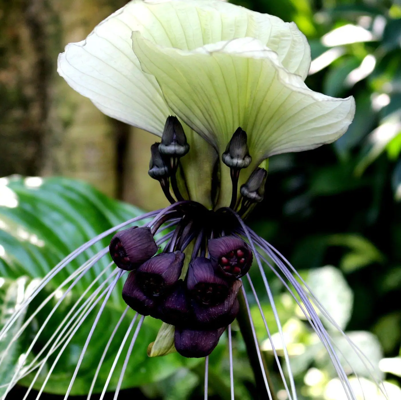 Tacca nivea - White Bat Flower, Bat Head Lily - Image 5