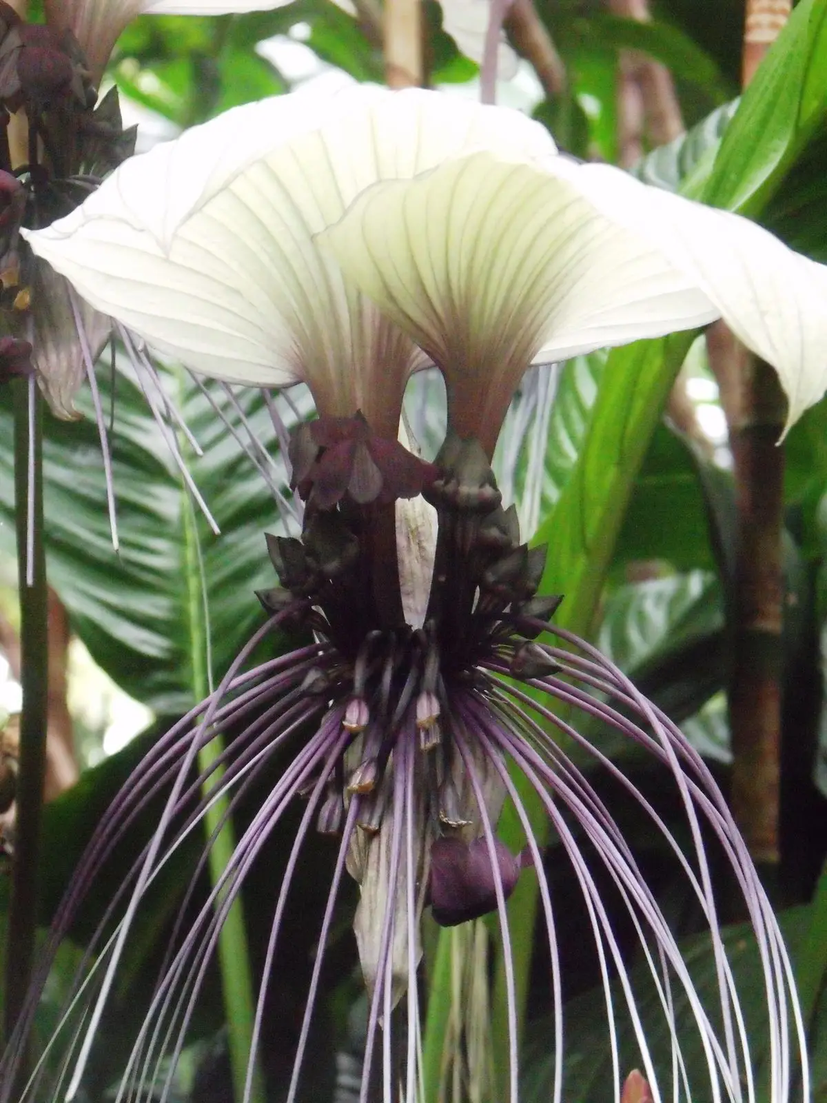Tacca nivea - White Bat Flower, Bat Head Lily - Image 6