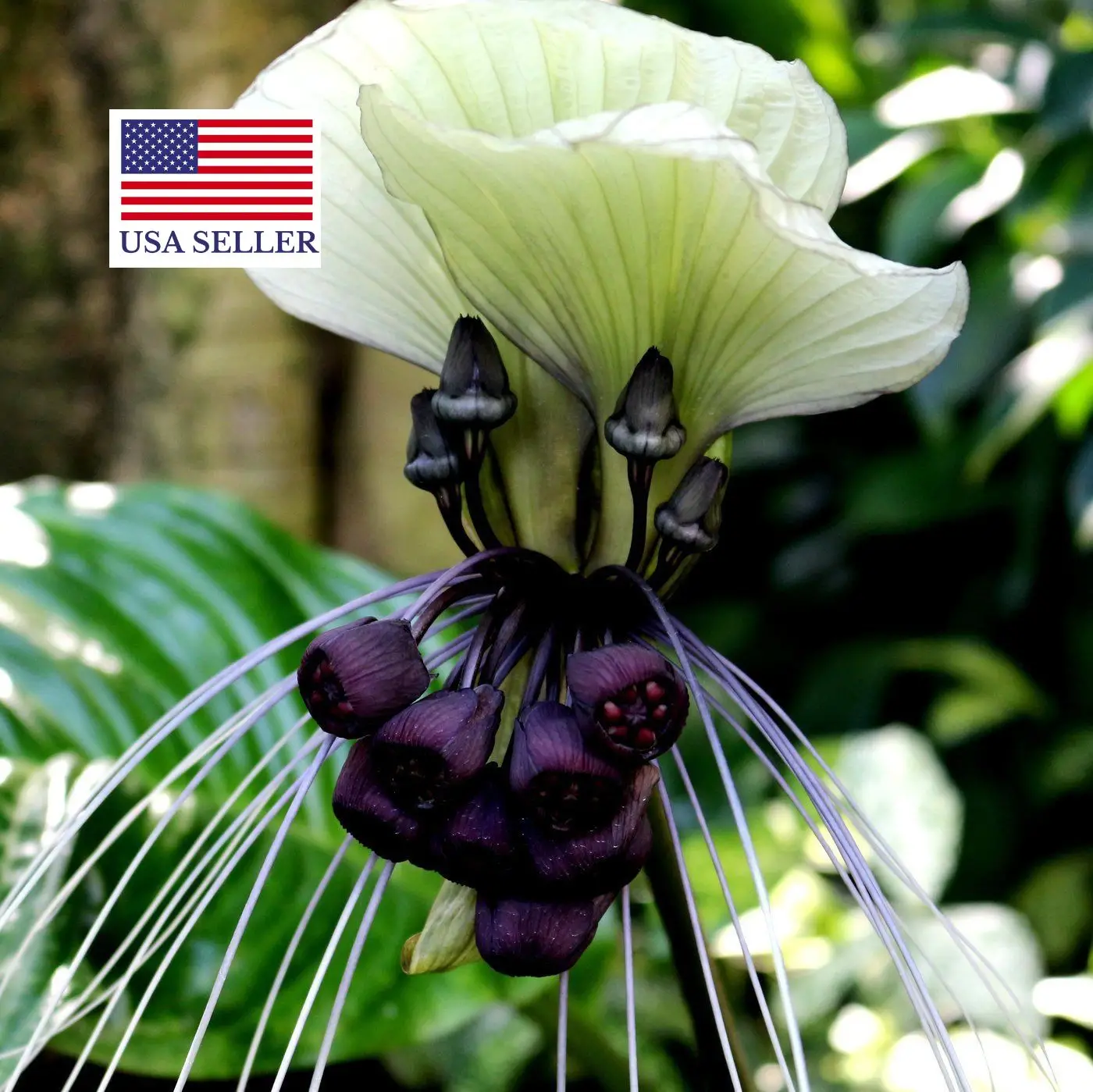 Tacca nivea - White Bat Flower, Bat Head Lily - Image 10
