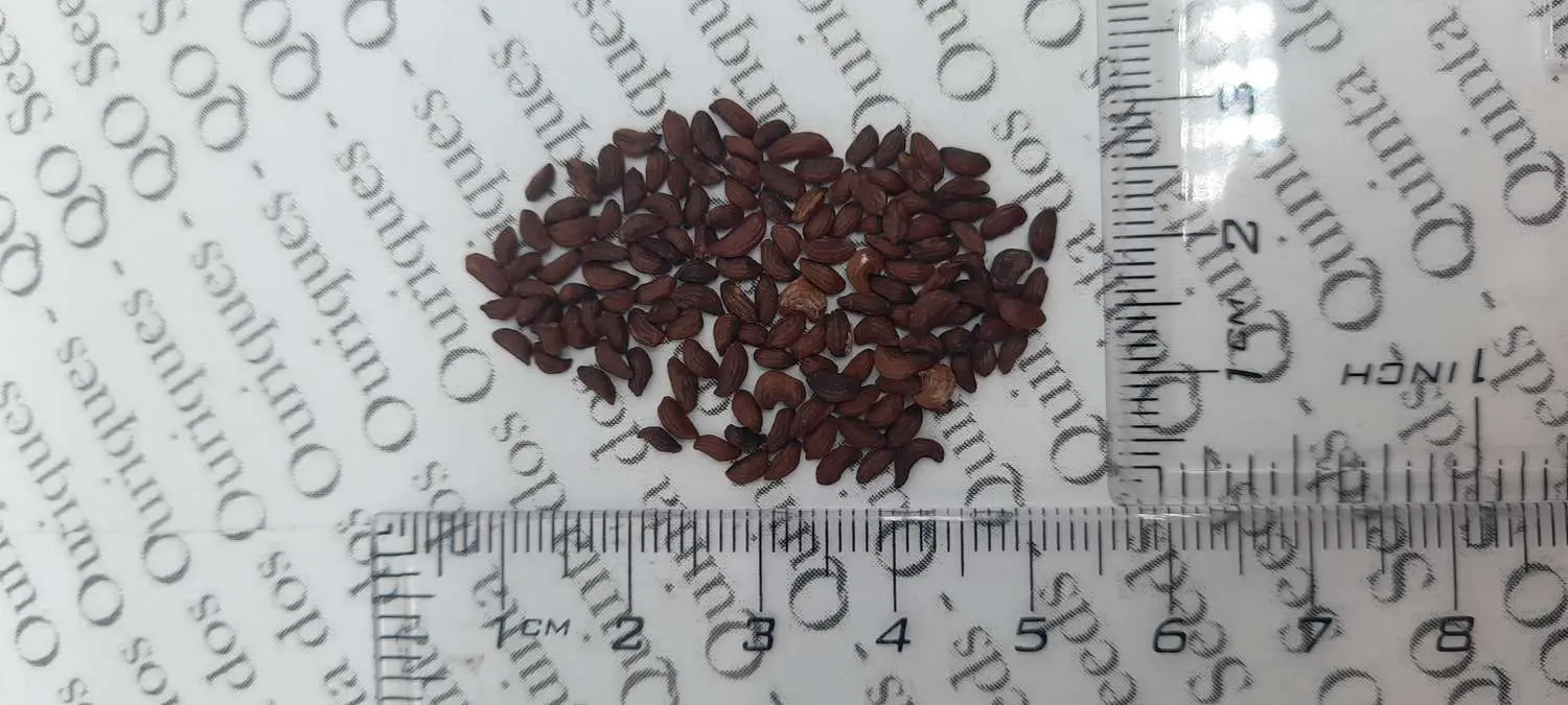 Tacca nivea - White Bat Flower, Bat Head Lily - Image 11