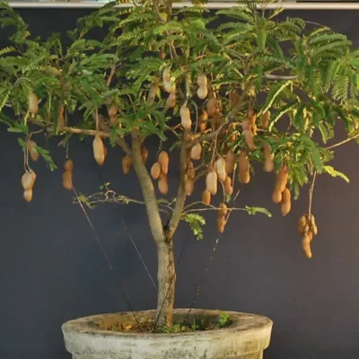 Tamarindus indica - Tamarind Tree, Tamarind, Indian Tamarind, Tamarindo, Tamarindo Tree