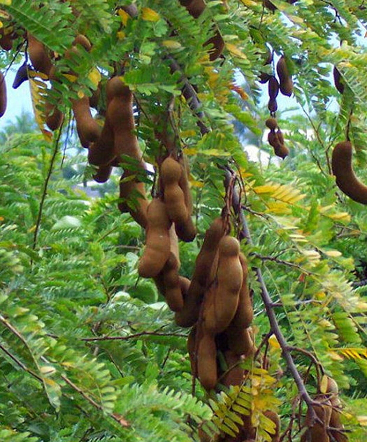 Tamarindus indica - Tamarind - Image 3