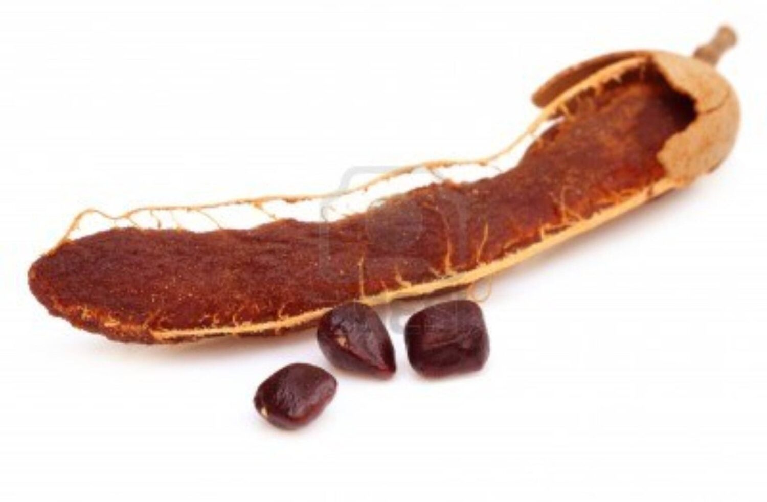 Tamarindus indica - Tamarind - Image 4