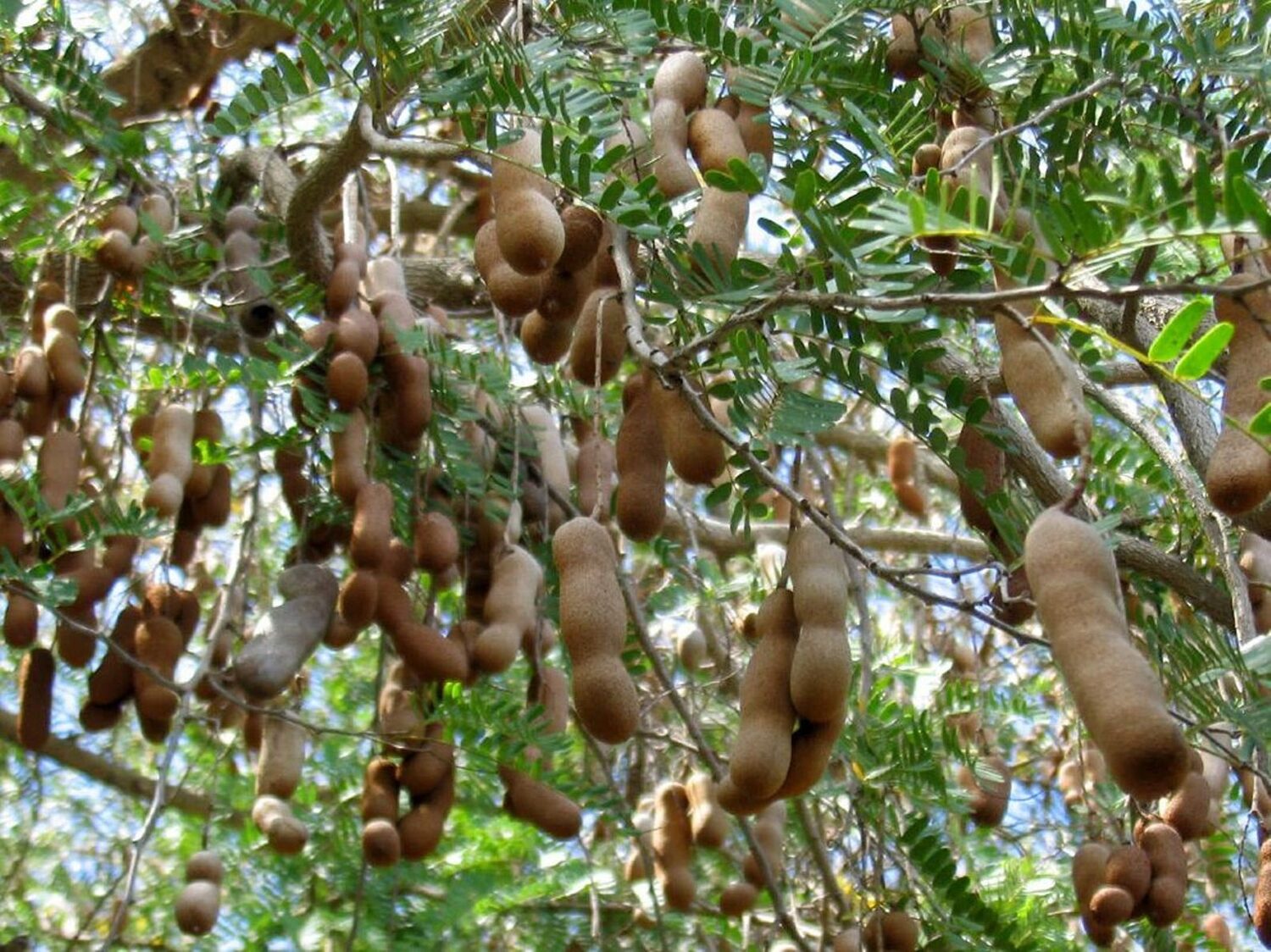 Tamarindus indica - Tamarind - Image 7
