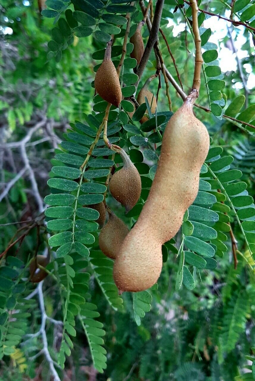 Tamarindus indica - Tamarind - Image 8