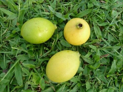 Tamilnadia uliginosa - Divine Jasmine - Image 2