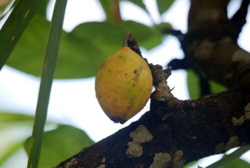 Tamilnadia uliginosa - Divine Jasmine - Image 3