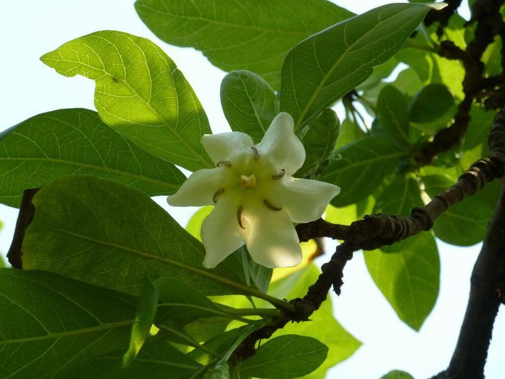 Tamilnadia uliginosa - Divine Jasmine - Image 4