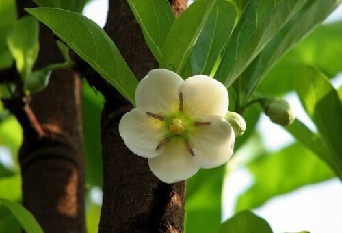 Tamilnadia uliginosa - Divine Jasmine - Image 5