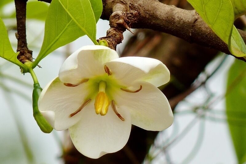 Tamilnadia uliginosa - Divine Jasmine - Image 6