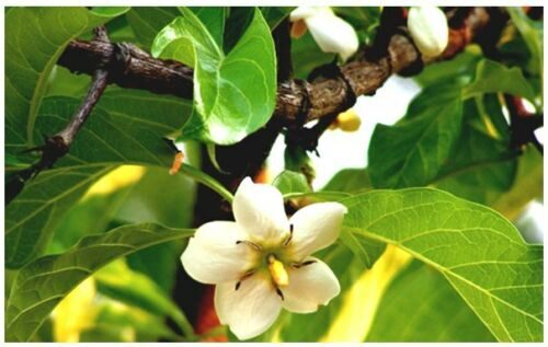 Tamilnadia uliginosa - Divine Jasmine - Image 7