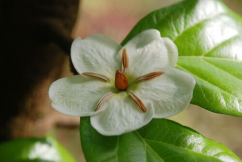 Tamilnadia uliginosa - Divine Jasmine - Image 8