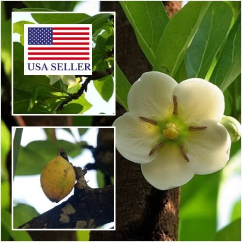 Tamilnadia uliginosa - Divine Jasmine - Image 9