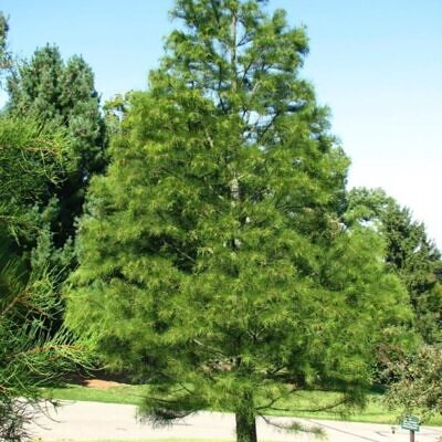 Taxodium ascendens / Taxodium distichum var. imbricarium - Pond Cypress, Cyprus Sovereign, Lagoon Cyprus