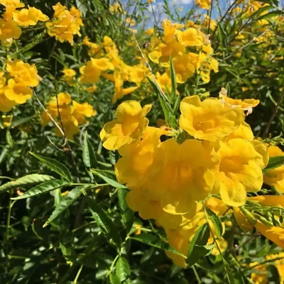 Tecoma stans / Stenolobium stans / Bignonia frutescens / Gelseminum stans - Yellow Trumpetbush, Yellow Bells, Yellow Trumpet Flower, Yellow Elder, Ginger-Thomas