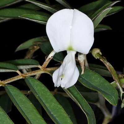 Tephrosia candida / Cracca candida - Indigo Sauvage, Indigo Sauvage, Jati, Jati, White Hoary-Pea, White Hoary-Pea, White Tephrosia