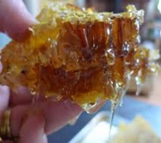 Tetradium daniellii - Bee Tree, Euodia Hupehensis - Image 3