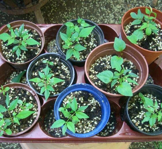 Tetradium daniellii - Bee Tree, Euodia Hupehensis - Image 4