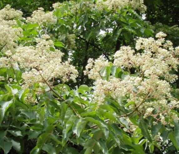 Tetradium daniellii - Bee Tree, Euodia Hupehensis - Image 5