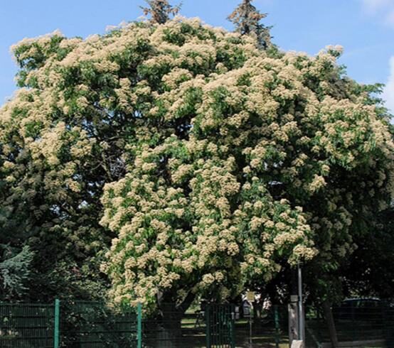Tetradium daniellii - Bee Tree, Euodia Hupehensis - Image 9