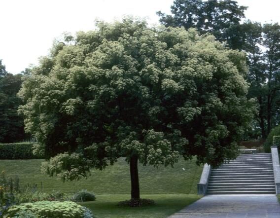 Tetradium daniellii - Bee Tree, Euodia Hupehensis - Image 10