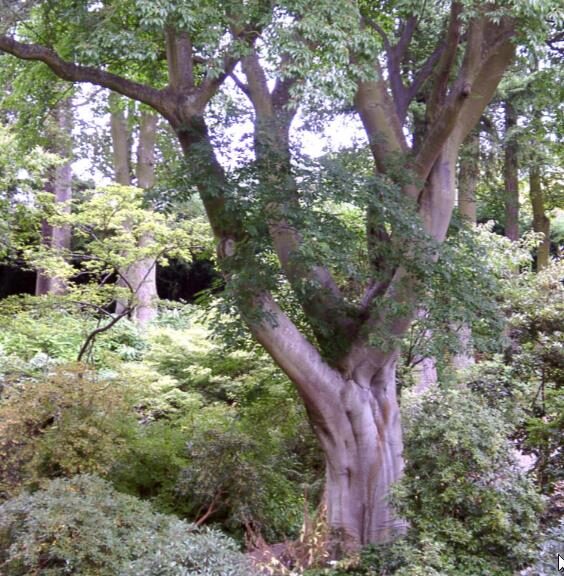 Tetradium daniellii - Bee Tree, Euodia Hupehensis - Image 11