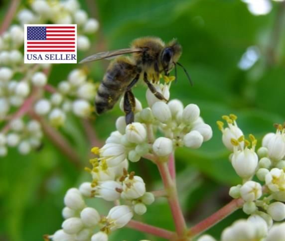 Tetradium daniellii - Bee Tree, Euodia Hupehensis - Image 12