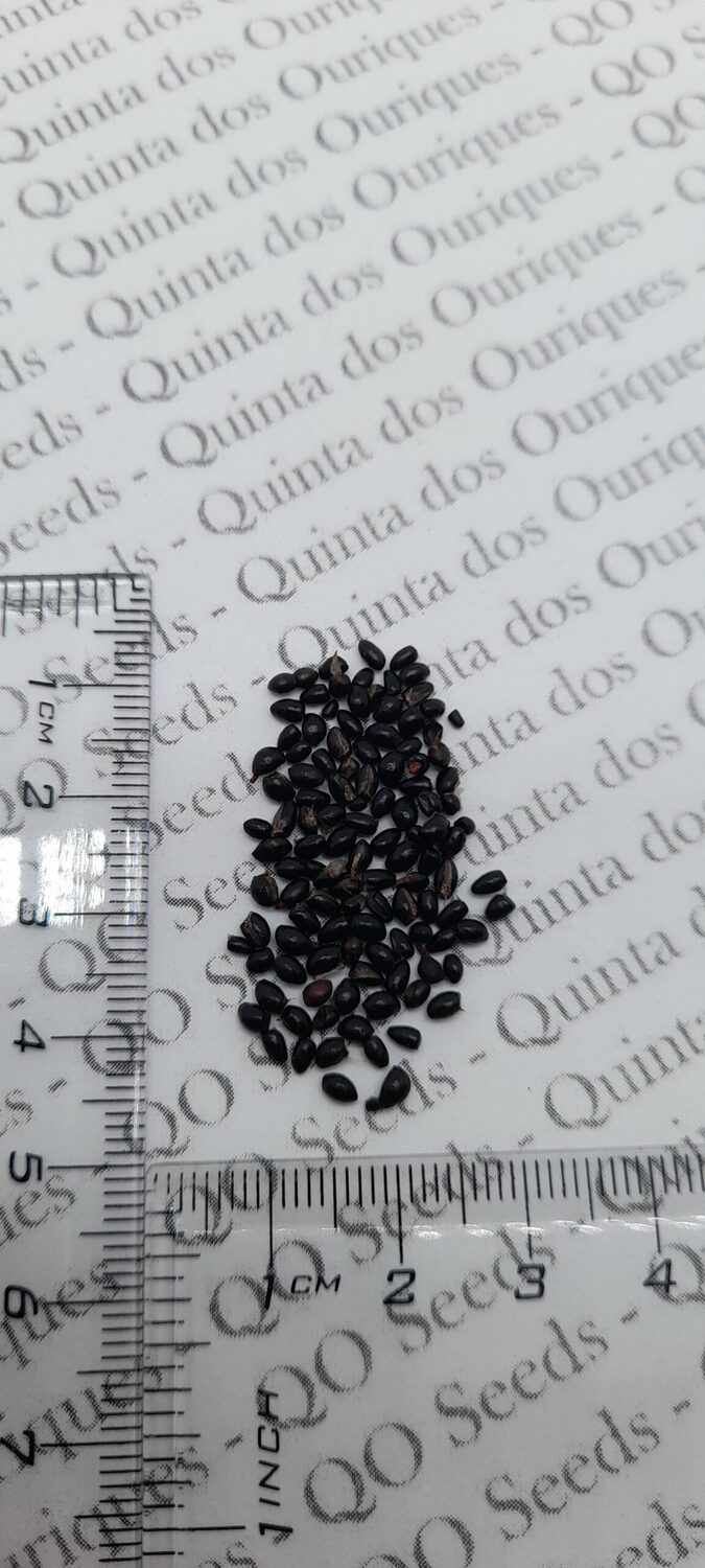 Tetradium daniellii - Bee Tree, Euodia Hupehensis - Image 13