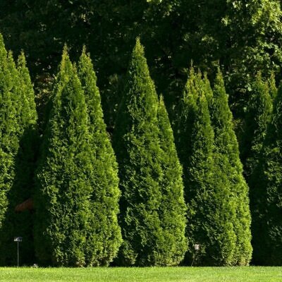 Thuja occidentalis - Swamp Cedar, Northern White-Cedar, Eastern White-Cedar, American Arborvitae, Eastern Arborvitae