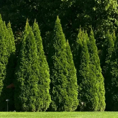 Thuja occidentalis - Swamp Cedar, Northern White-Cedar, Eastern White-Cedar, American Arborvitae, Eastern Arborvitae