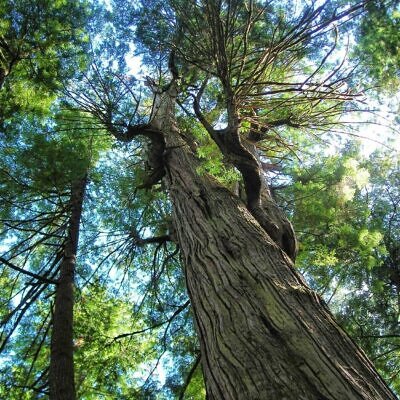 Thuja plicata - Western Red Cedar