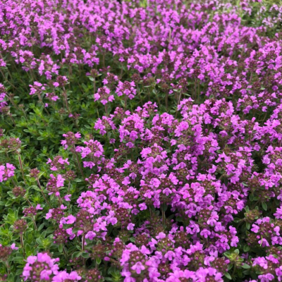 Thymus praecox - Mother-of-Thyme, Creeping Thyme