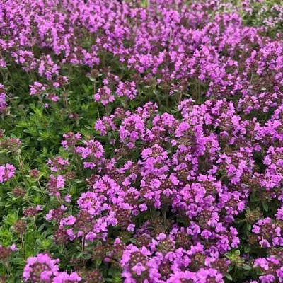 Thymus praecox - Mother-of-Thyme, Creeping Thyme