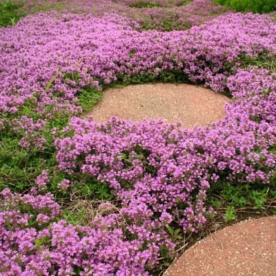 Thymus serpyllum - Breckland Thyme, Wild Thyme, Dwarf Creeping Thyme