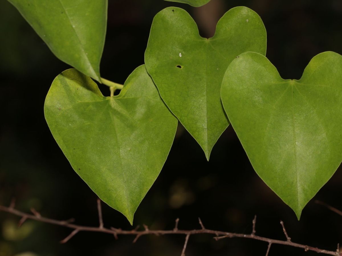 Tinospora cordifolia - Heart-leaved Moonseed, Guduchi, Giloy, Gurjo - Image 3