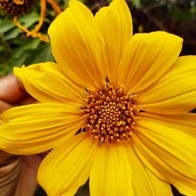 Tithonia diversifolia / Mirasolia diversifolia - Tree Marigold, Mexican Tournesol, Mexican Sunflower, Japanese Sunflower, Nitobe Chrysanthemum, Bolivian Sunflower, Mexican Sunflower, Shrub-sunflower
