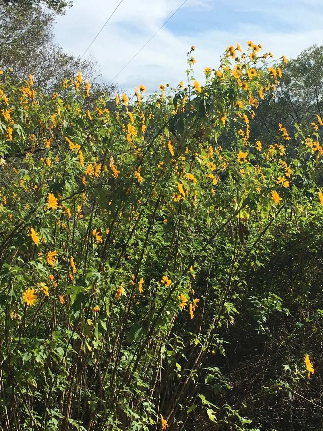 Tithonia diversifolia / Mirasolia diversifolia - Tree Marigold, Mexican Tournesol, Mexican Sunflower, Japanese Sunflower, Nitobe Chrysanthemum, Bolivian Sunflower, Mexican Sunflower, Shrub-sunflower - Image 7