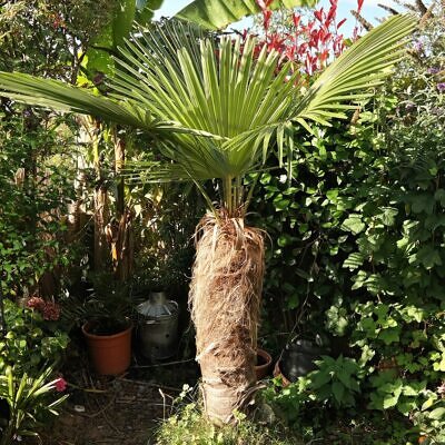 Trachycarpus fortunei 'Naini Tal' - Chusan Palm