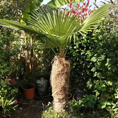 Trachycarpus fortunei 'Naini Tal' - Chusan Palm