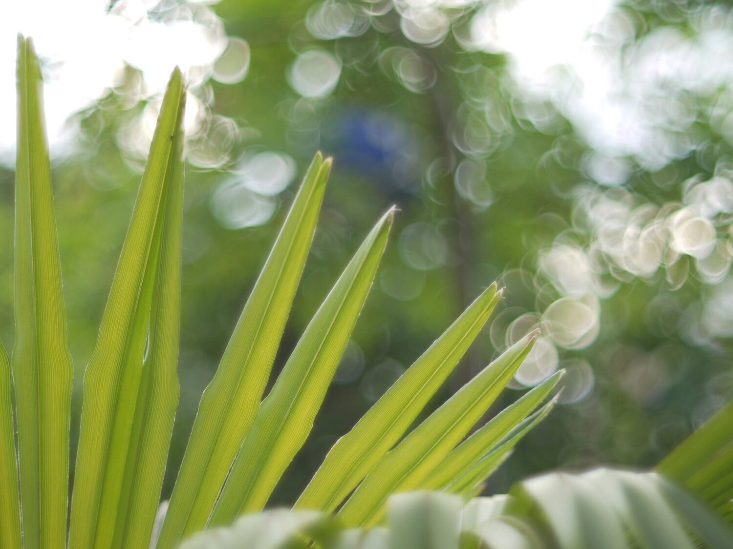 Trachycarpus fortunei 'Naini Tal' - Chusan Palm - Image 2